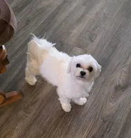 Pearl, a female Maltese for sale in Wittmann, AZ – 3 of 5
