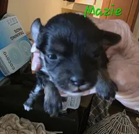 Tiny Mazie 3.7lbs as adult, a female Poodle - Toy  for sale in Wittmann, AZ – 3 of 9