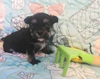 Tiny Mazie 3.7lbs as adult, a female Poodle - Toy  for sale in Wittmann, AZ – 8 of 9