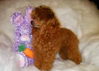 Cee Cee, a female Poodle - Toy  for sale in Wittmann, AZ – 5 of 6
