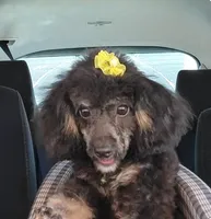 Asher phantom, a male Poodle - Toy  for sale in Wittmann, AZ – Photo 8 of 8