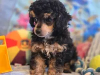 Asher phantom, a male Poodle - Toy  for sale in Wittmann, AZ – Photo 2 of 8