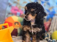 Asher phantom, a male Poodle - Toy  for sale in Wittmann, AZ – Photo 1 of 8