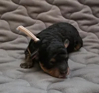 Asher phantom, a male Poodle - Toy  for sale in Wittmann, AZ – Photo 6 of 8