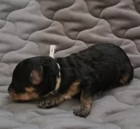 Asher phantom, a male Poodle - Toy  for sale in Wittmann, AZ – Photo 5 of 8