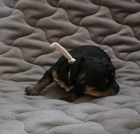 Asher phantom, a male Poodle - Toy  for sale in Wittmann, AZ – Photo 4 of 8