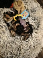 Asher phantom, a male Poodle - Toy  for sale in Wittmann, AZ – Photo 3 of 8