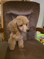 Rocky, a male Poodle - Toy  for sale in Wittmann, AZ – 7 of 9