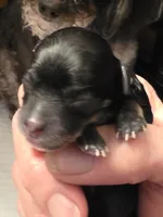 Tiny Mazie, a female Poodle - Toy  for sale in Wittmann, AZ – 2 of 3