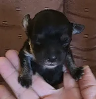 Tiny Mazie 3.7lbs as adult, a female Poodle - Toy  for sale in Wittmann, AZ – 5 of 9