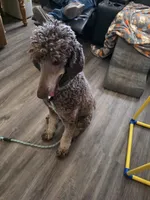 Marlee's Baron of Hassayampa , a male Poodle - Standard  for sale in Wittmann, AZ – 7 of 10
