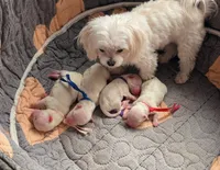 Sugar, a female Maltese for sale in Wittmann, AZ – 2 of 5