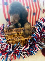 Marlee's Baron of Hassayampa , a male Poodle - Standard  for sale in Wittmann, AZ – 4 of 10