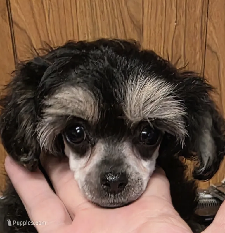 Tiny Mazie 3.3lbs as adult – Poodle - Toy  puppy for sale in Wittmann, AZ