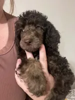 Marlee's Baron of Hassayampa , a male Poodle - Standard  for sale in Wittmann, AZ – 2 of 10