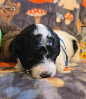 Orion AKC clear, a male Poodle - Miniature  for sale in Wittmann, AZ – Photo 5 of 9