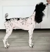 Orion AKC clear, a male Poodle - Miniature  for sale in Wittmann, AZ – Photo 8 of 9