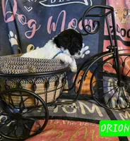 Orion AKC clear, a male Poodle - Miniature  for sale in Wittmann, AZ – Photo 1 of 9