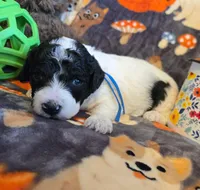 Orion AKC clear, a male Poodle - Miniature  for sale in Wittmann, AZ – Photo 3 of 9