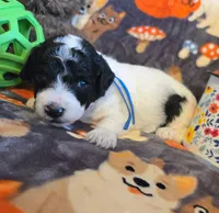 Orion AKC clear, a male Poodle - Miniature  for sale in Wittmann, AZ – Photo 4 of 9