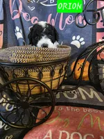 Orion AKC clear, a male Poodle - Miniature  for sale in Wittmann, AZ – Photo 2 of 9