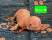 Simon AKC, a male Maltese for sale in Wittmann, AZ – Photo 5 of 10