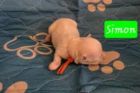 Simon AKC, a male Maltese for sale in Wittmann, AZ – Photo 8 of 10