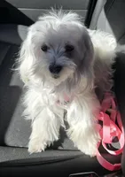 Simon AKC, a male Maltese for sale in Wittmann, AZ – Photo 10 of 10