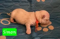 Simon AKC, a male Maltese for sale in Wittmann, AZ – Photo 7 of 10