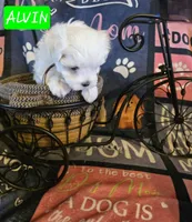 Simon AKC, a male Maltese for sale in Wittmann, AZ – Photo 2 of 10