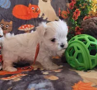 Simon AKC, a male Maltese for sale in Wittmann, AZ – Photo 3 of 10