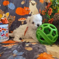 Simon AKC, a male Maltese for sale in Wittmann, AZ – Photo 4 of 10