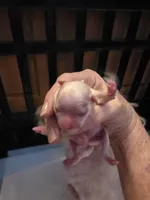 Simon AKC, a male Maltese for sale in Wittmann, AZ – Photo 6 of 10