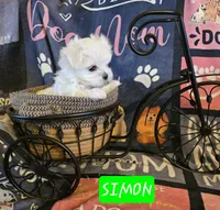 Simon AKC, a male Maltese for sale in Wittmann, AZ – Photo 1 of 10