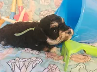 Lil Bubba, a male Poodle - Toy  for sale in Wittmann, AZ – 5 of 5