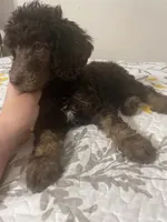 Marlee's Baron of Hassayampa , a male Poodle - Standard  for sale in Wittmann, AZ – 5 of 10