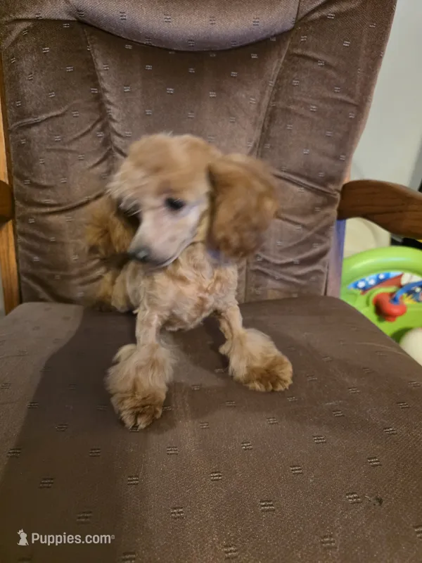 Cee Cee – Poodle - Toy  puppy for sale in Wittmann, AZ