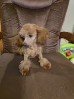 Cee Cee, a female Poodle - Toy  for sale in Wittmann, AZ – 1 of 6