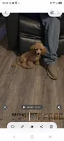 Rocky, a male Poodle - Toy  for sale in Wittmann, AZ – 4 of 9