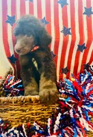 Marlee's Baron of Hassayampa , a male Poodle - Standard  for sale in Wittmann, AZ – 6 of 10
