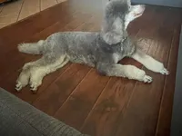 Marlee's Baron of Hassayampa , a male Poodle - Standard  for sale in Wittmann, AZ – 9 of 10