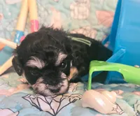 Lil Bubba, a male Poodle - Toy  for sale in Wittmann, AZ – 4 of 5