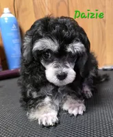 Daizie, a female Poodle - Toy  for sale in Wittmann, AZ – 3 of 7