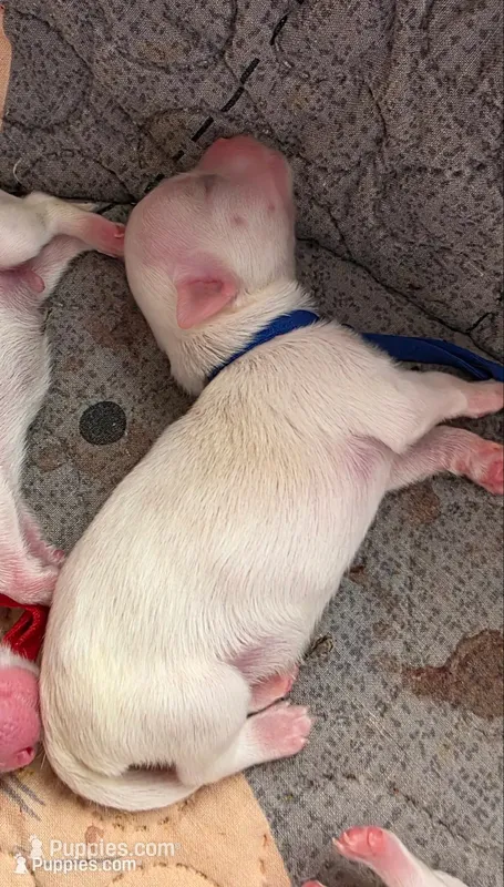 Casper – Maltese puppy for sale in Wittmann, AZ