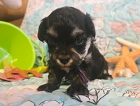 Daizie, a female Poodle - Toy  for sale in Wittmann, AZ – 1 of 10