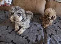 Blossom, a female Poodle - Toy  for sale in Wittmann, AZ – 2 of 3