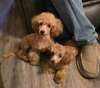 Rocky, a male Poodle - Toy  for sale in Wittmann, AZ – 3 of 9