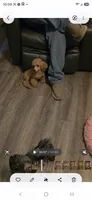 Rocky, a male Poodle - Toy  for sale in Wittmann, AZ – 5 of 9