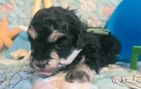 Lil Bubba, a male Poodle - Toy  for sale in Wittmann, AZ – 3 of 5