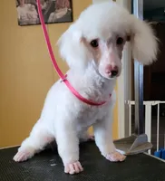 AKC Jazzi, a female Poodle - Miniature  for sale in Wittmann, AZ – Photo 2 of 9